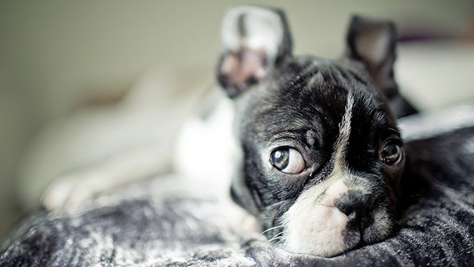 Boston Terrier Puppies: Cute Pictures And Facts - DogTime