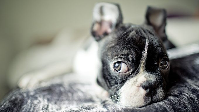 Boston Terrier Dog Breed Information & Characteristics