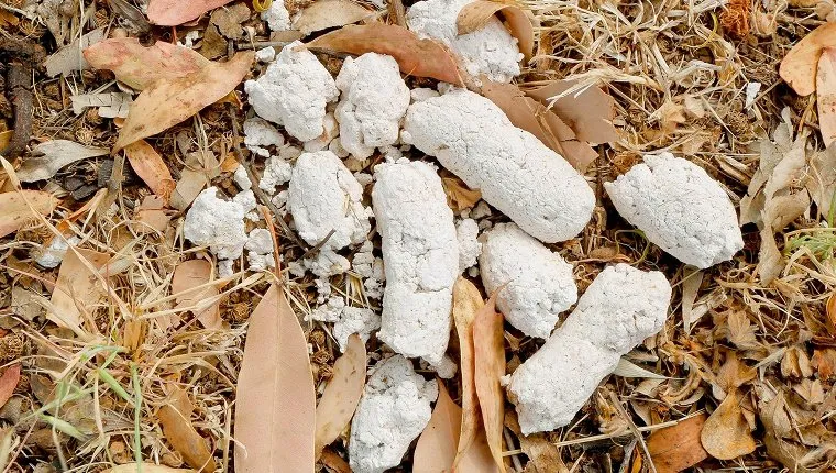 White dog's poop on dried brown leaves