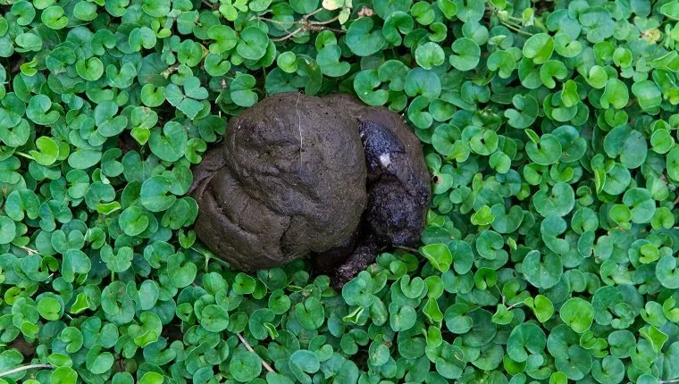 Poop of dog on the green grass.