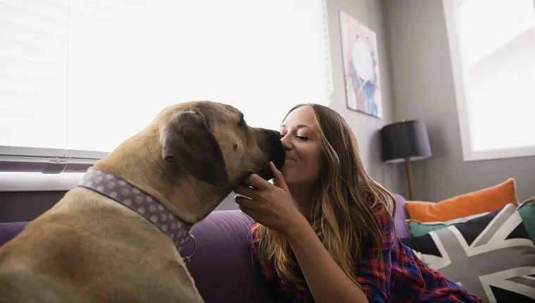 Woman kissing dog on living room sofa