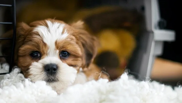 Dexter, the 8 week old bichon/shih-tzu puppy hanging out in his crate