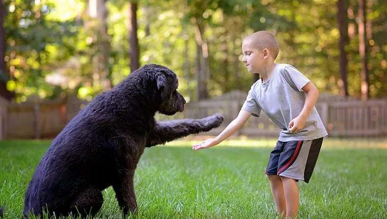 Boy teaching his dog how to shake