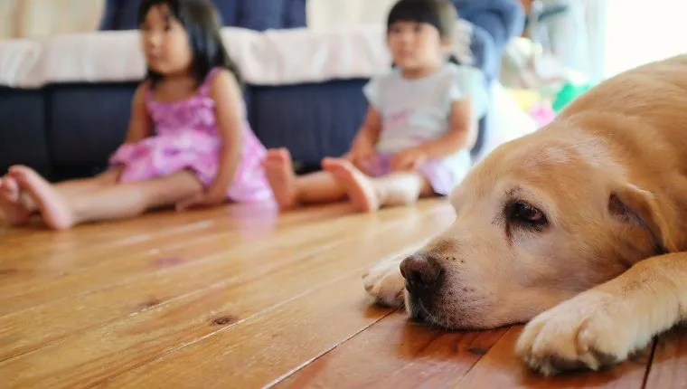 Two little girls sit on the floor and watch TV with a big labrador dog.
