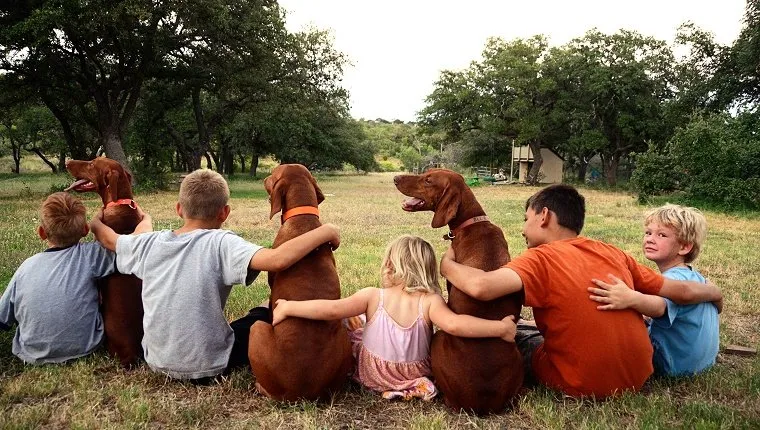 A group of five siblings, brothers and sister, sit in a grassy field with their arms wrapped around the backs of three Vizsla dogs. Four children sit facing away with fifth child's face towards camera. Dogs all wear collars. Green grass field, oak trees and rural country setting.