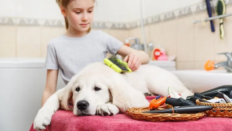 Girl owner is combing out the fur of retriever puppy after shower