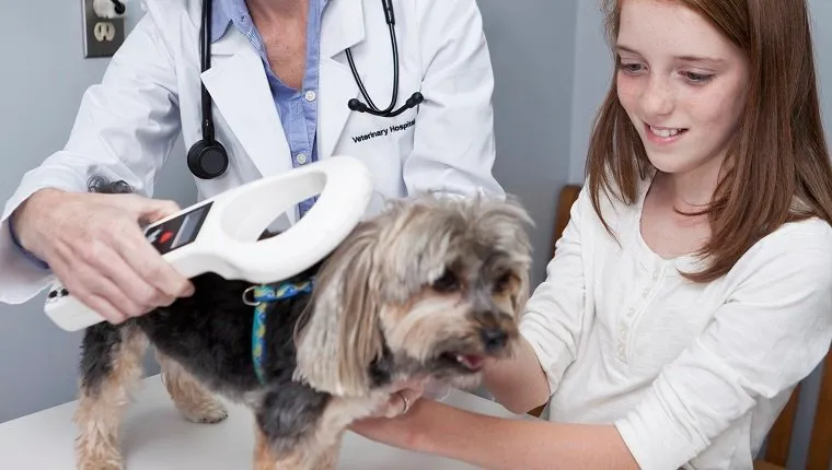 Veterinarian with girl and pet dog, using a microchip scanner.