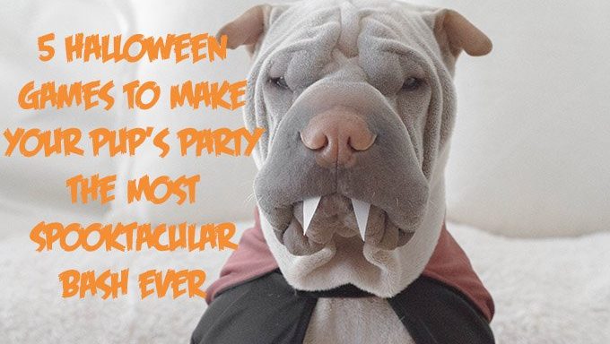 Dog Halloween Party  How to Throw the Best Halloween Dog Party Ever