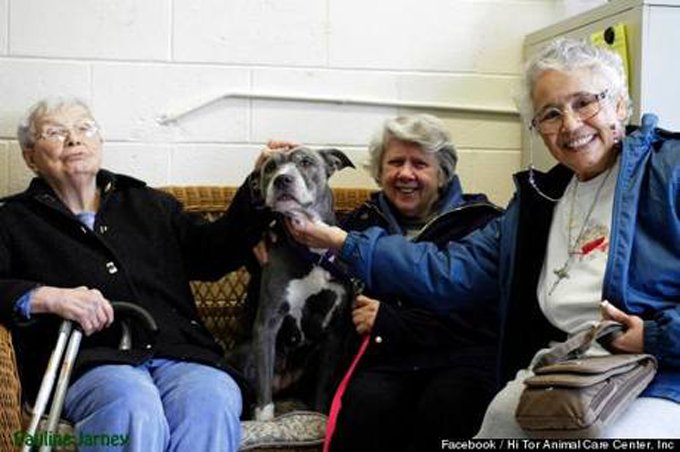 nuns-adopt-9-year-old-pit-bull-dog