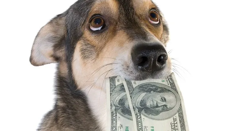Funny dog holds dollars in mouth, isolated white background