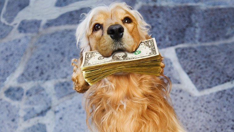 Dog holding pile of paper currency in mouth
