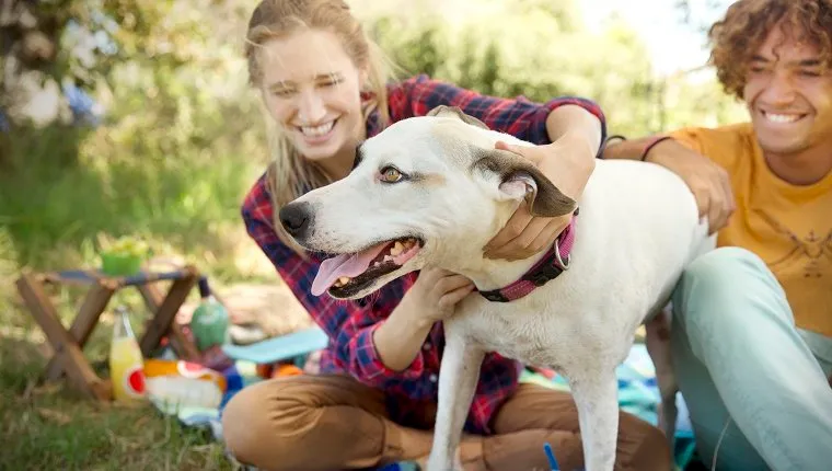 Happy young couple with dog on blanket in the nature