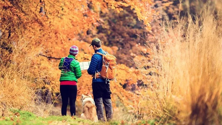Man and woman hikers hiking in autumn colorful forest with akita dog. Young couple looking at map and planning trip or get lost, vintage retro instagram style photo