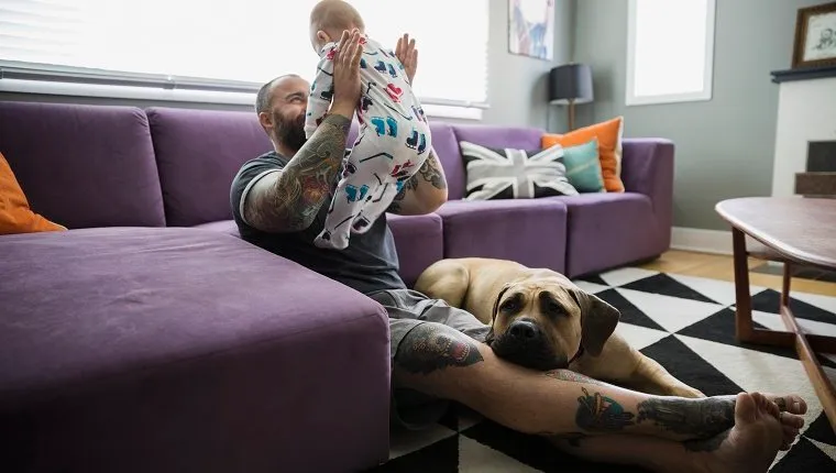 Dog laying by father baby son living room