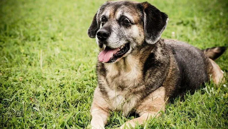 Portrait of a beautiful 11 year old dog sitting peacefully in the grass.