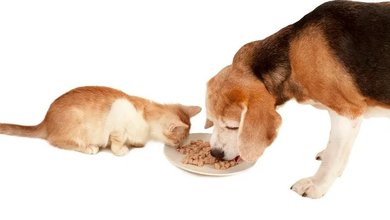 Cat and dog eat together.