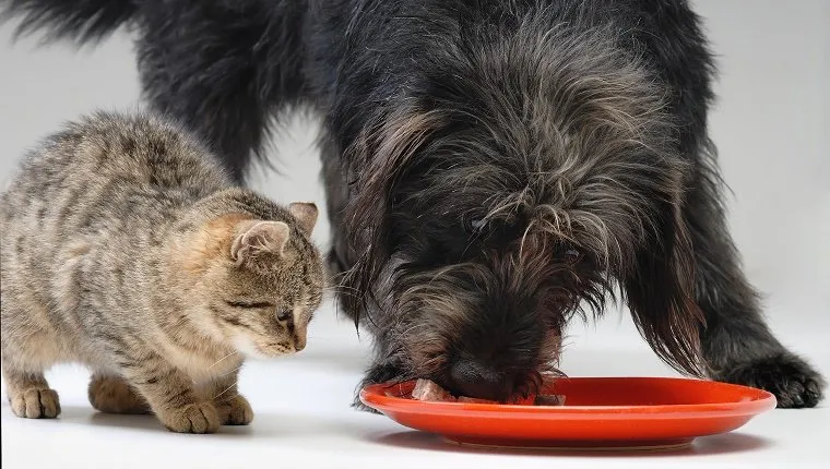 Dog And Cat Eat