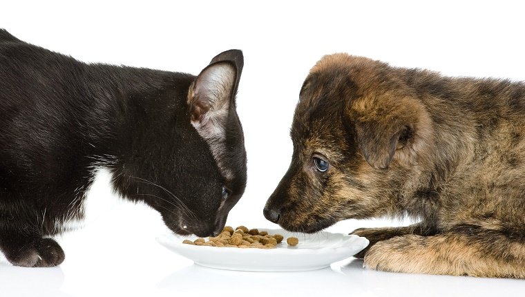 cat and dog eating together. isolated on white background