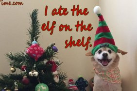 dog in christmas hat. christmas e-card reads "i ate the elf on the shelf"