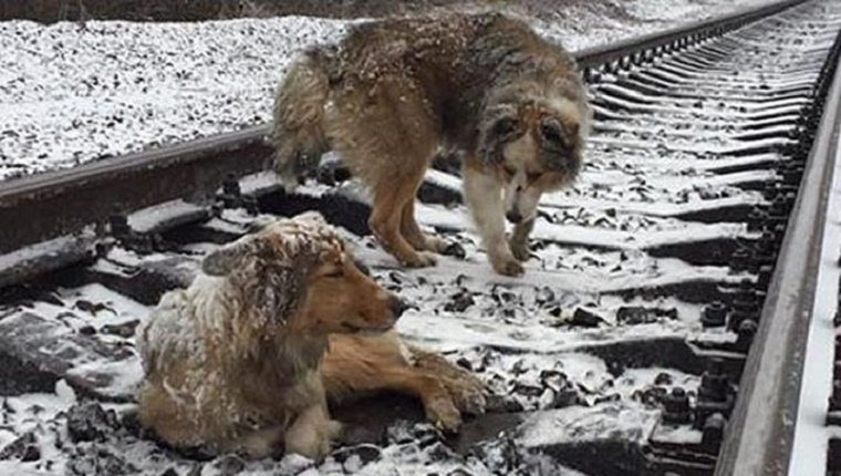 Dogs On Duty: Dog Protects Injured Companion Stuck On Railroad Tracks For  Two Days - DogTime
