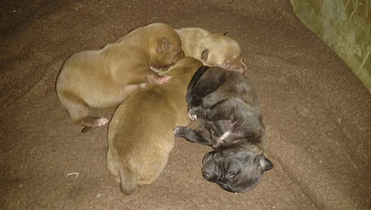 mama-four-puppies-rescued-snowstorm-3