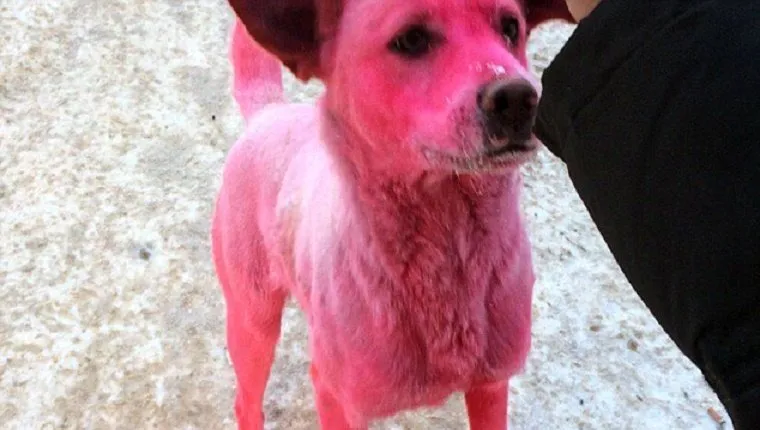pink-stray-dog-dyed-russia-2