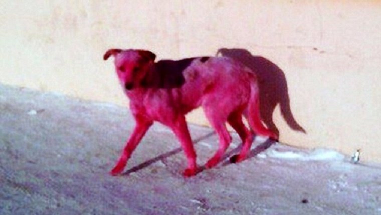 pink-stray-dog-dyed-russia-3