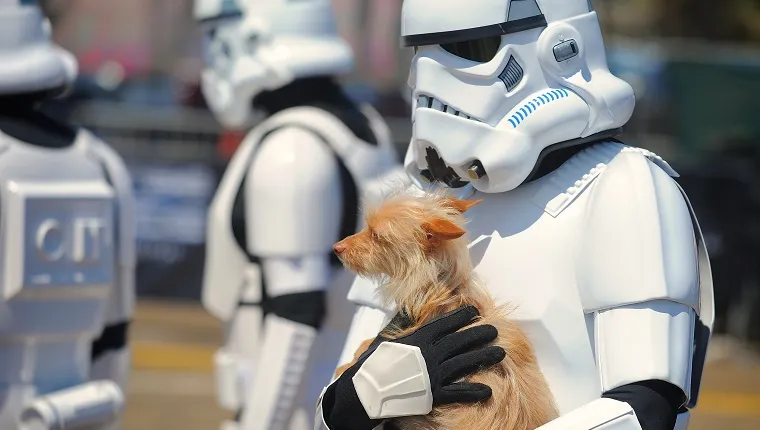 Star Wars Saga Dog Names For Your Force Wielding Pooch DogTime
