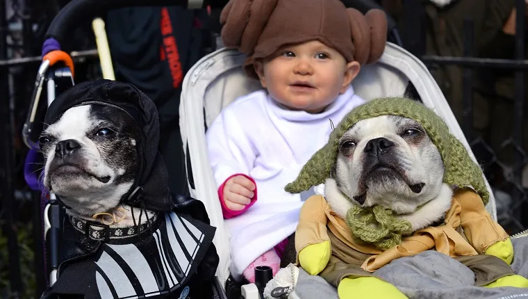 Dogs and baby dressed as characters from "Star Wars" attend the 23rd Annual Tompkins Square Halloween Dog Parade on October 26, 2013 in New York City. Thousands of spectators gather in Tompkins Square Park to watch hundreds of masquerading dogs in the countrys largest Halloween Dog Parade. AFP PHOTO / TIMOTHY CLARY 
