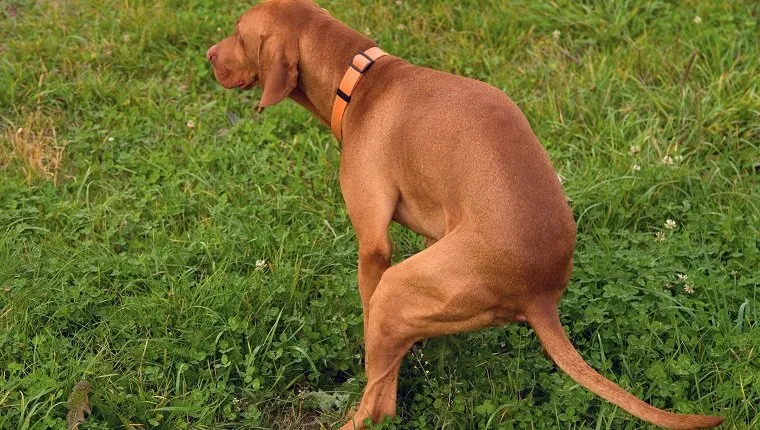 setter/pointer type Hungarian Vizsla purebred dog
