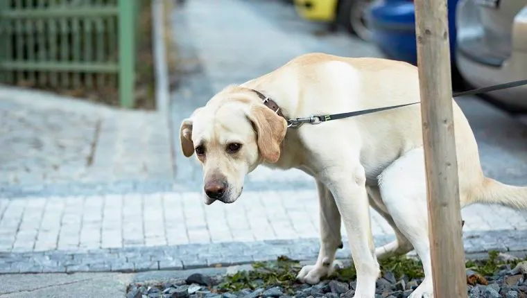 Labrador retriever pooing with sad eyes