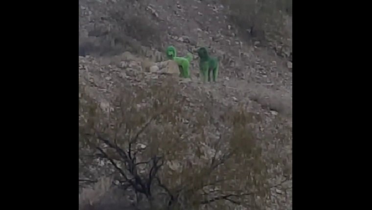 green-poodles-spotted-mountain-1