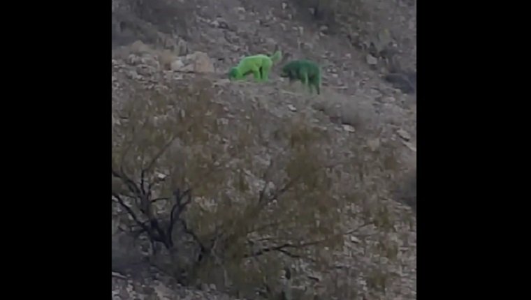 green-poodles-spotted-mountain-2
