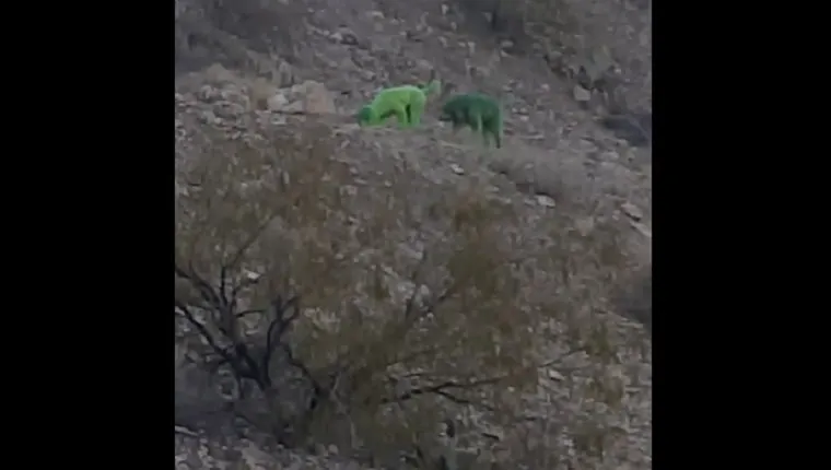 green-poodles-spotted-mountain-2