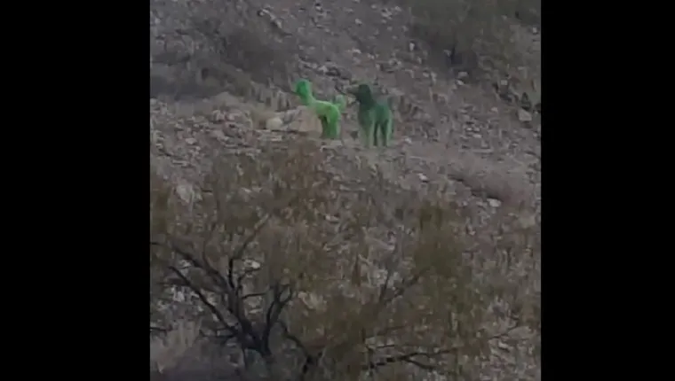 green-poodles-spotted-mountain-3