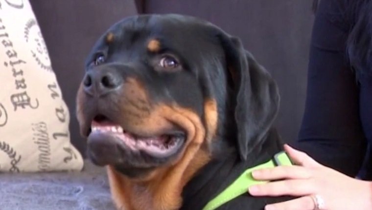 hercules-rottweiler-puppy-saves-owner-1