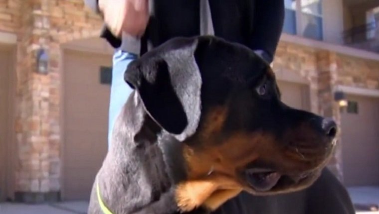 hercules-rottweiler-puppy-saves-owner-2