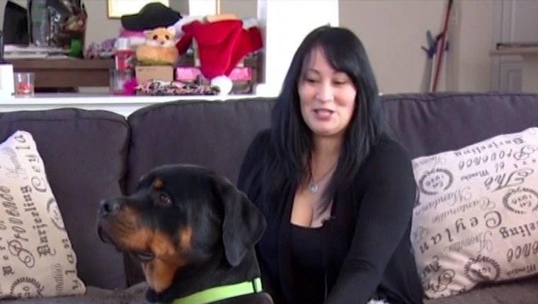 hercules-rottweiler-puppy-saves-owner-3