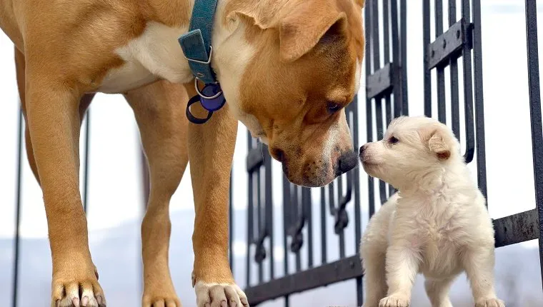 Picture poodle puppy playing with senior amstaff