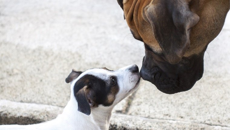 Jack Russell closer to a bullmastiff. Care and love between two different breeds.