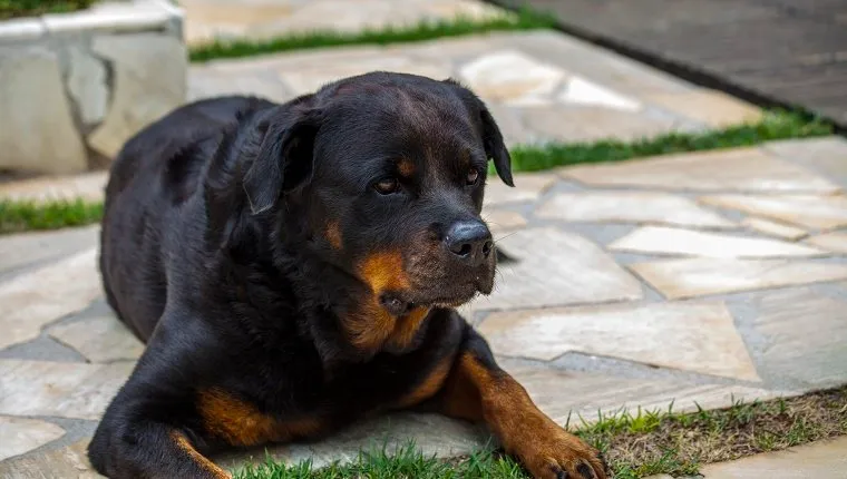 Rottweiler