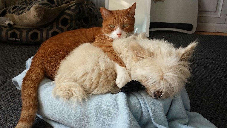 Portrait Of Cat Holding Dog While Relaxing On Chair At Home