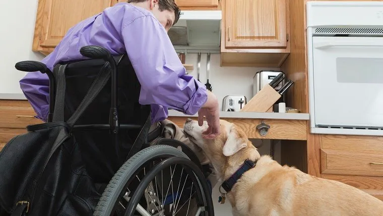 Man with spinal cord injury petting his service dog in an accessible kitchen