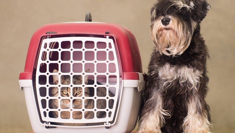 Tabby cat in pet carrier and Miniature Schnauzer sitting beside