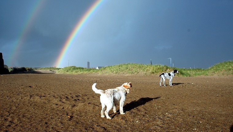 Spindrift from the ocean causes double rainbows to appear in the blue sky. Two dogs don't seem to care.