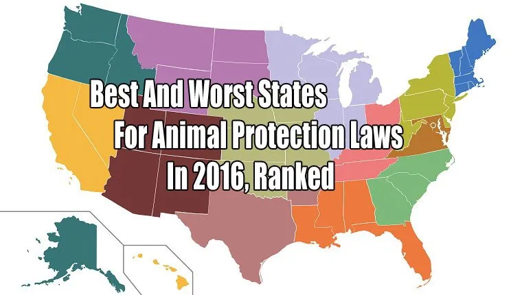 The Best And Worst States For Animal Protection Laws In 2016, Ranked ...