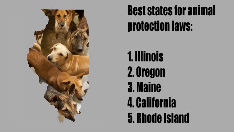 the-best-and-worst-states-for-animal-protection-laws-in-2016-ranked