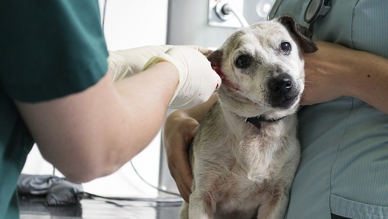 A dog with an injured ear being looked after at an animal hospital.