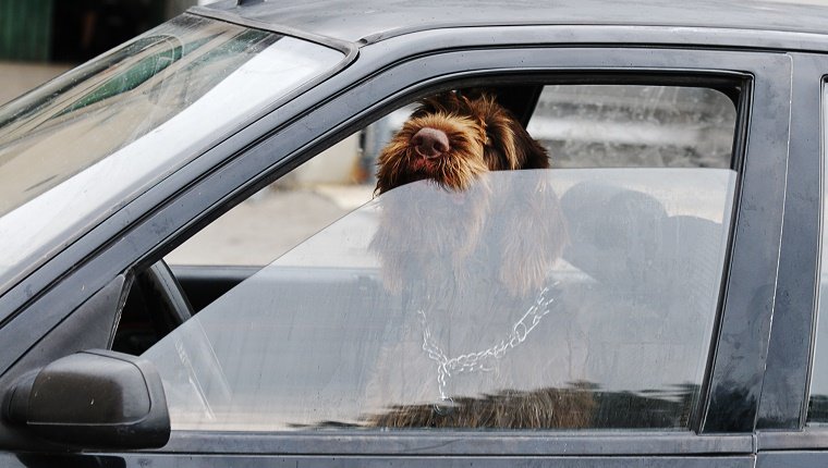 "Dog apparently checking his wing mirror as he drives the car. Good business metaphor playing on the idea of being in the driving seat. Could also suit concepts of safe driving, road rage and animal welfare."