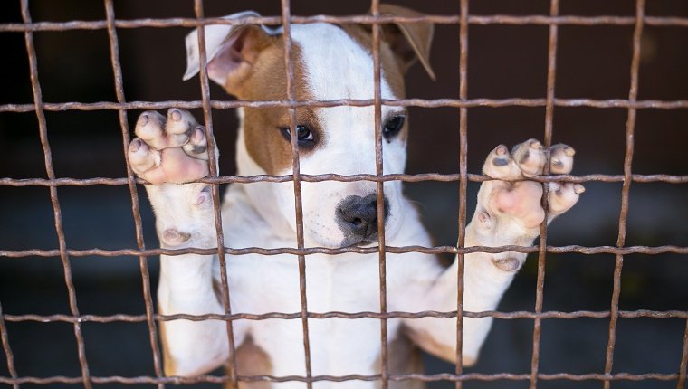 Sad Young puppy in shelter waiting for new owner